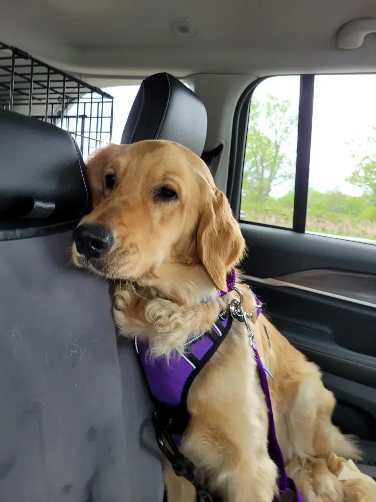 bessie-golden-retriever-for-adoption