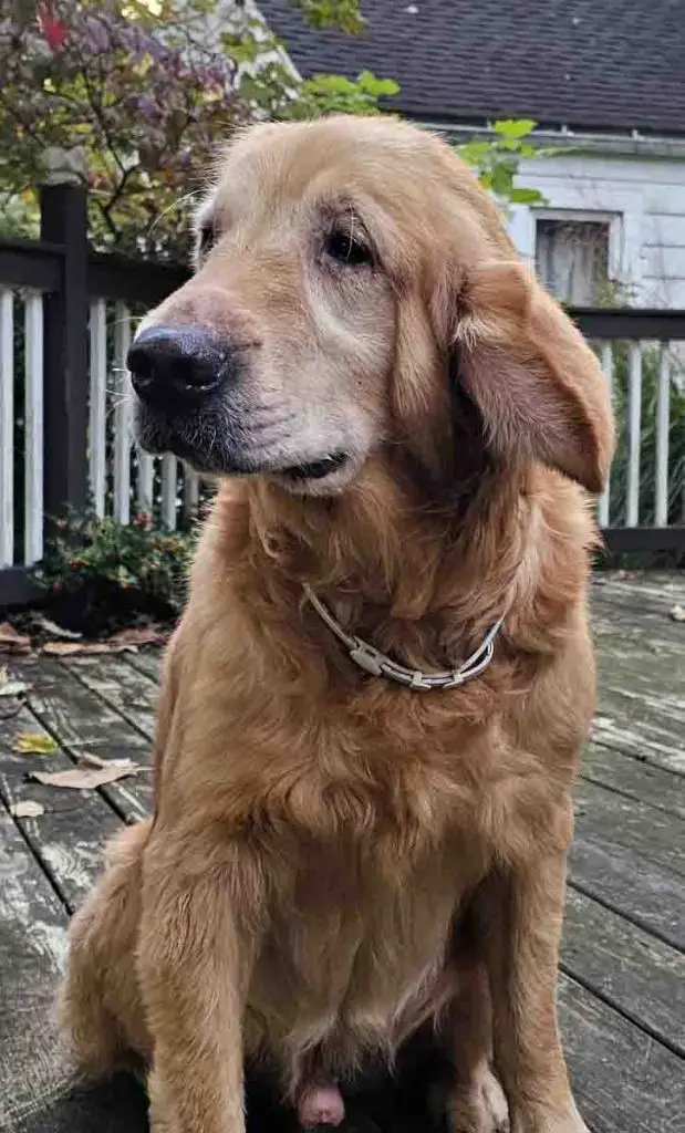 clark-golden-retriever-for-adoption