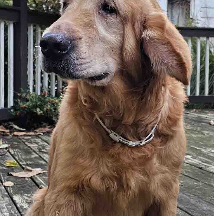 clark-golden-retriever-for-adoption