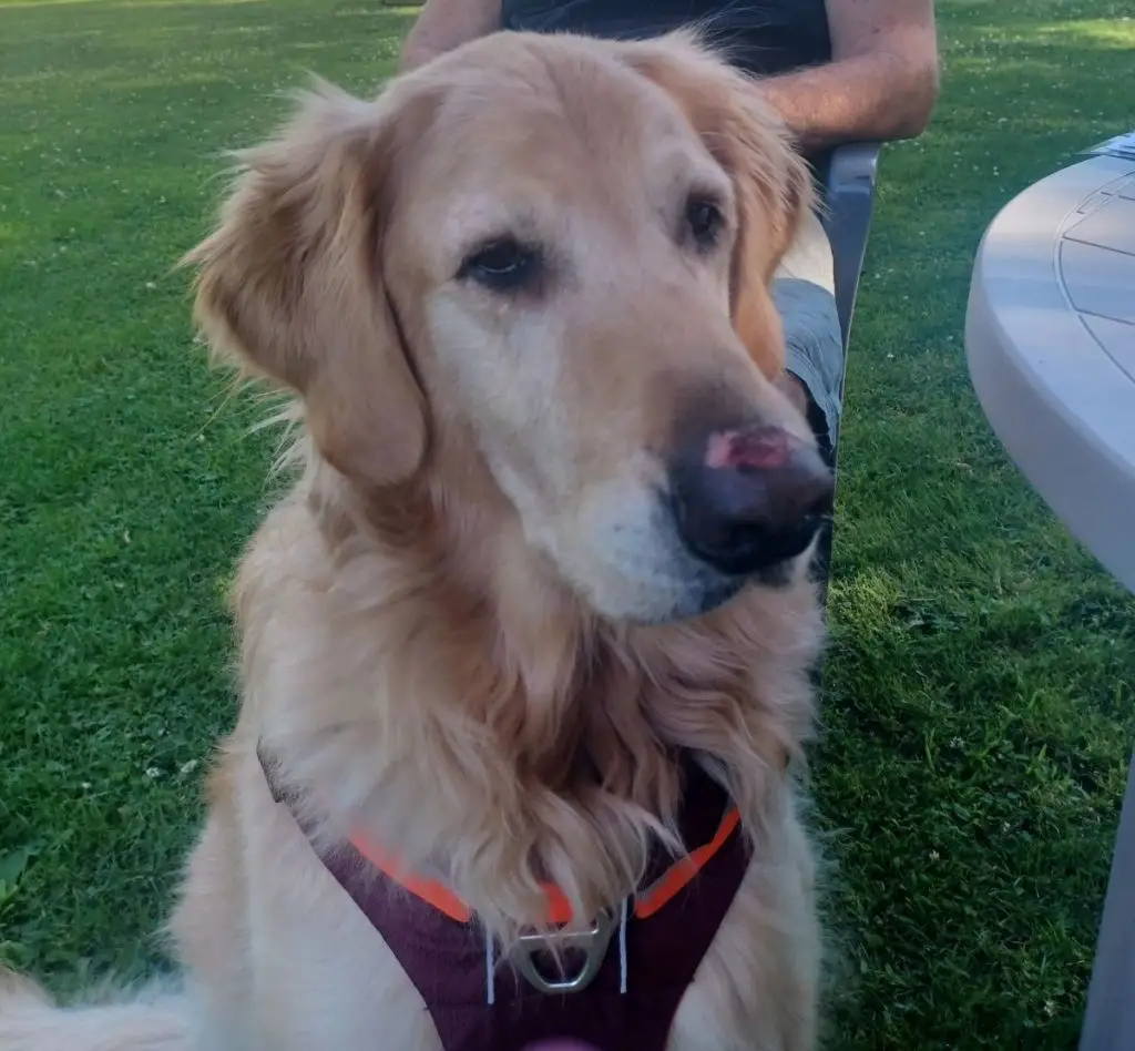 cooper-golden-retriever-for-adoption