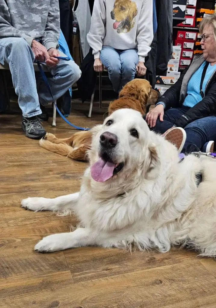 daisy-a-golden-retriever-for-adoption