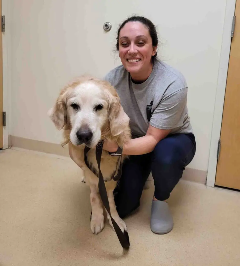 Dalton-a-senior-golden-retriever-for-adoption