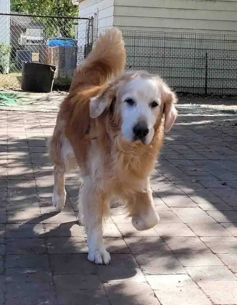 dalton-a-golden-retriever-for-adoption