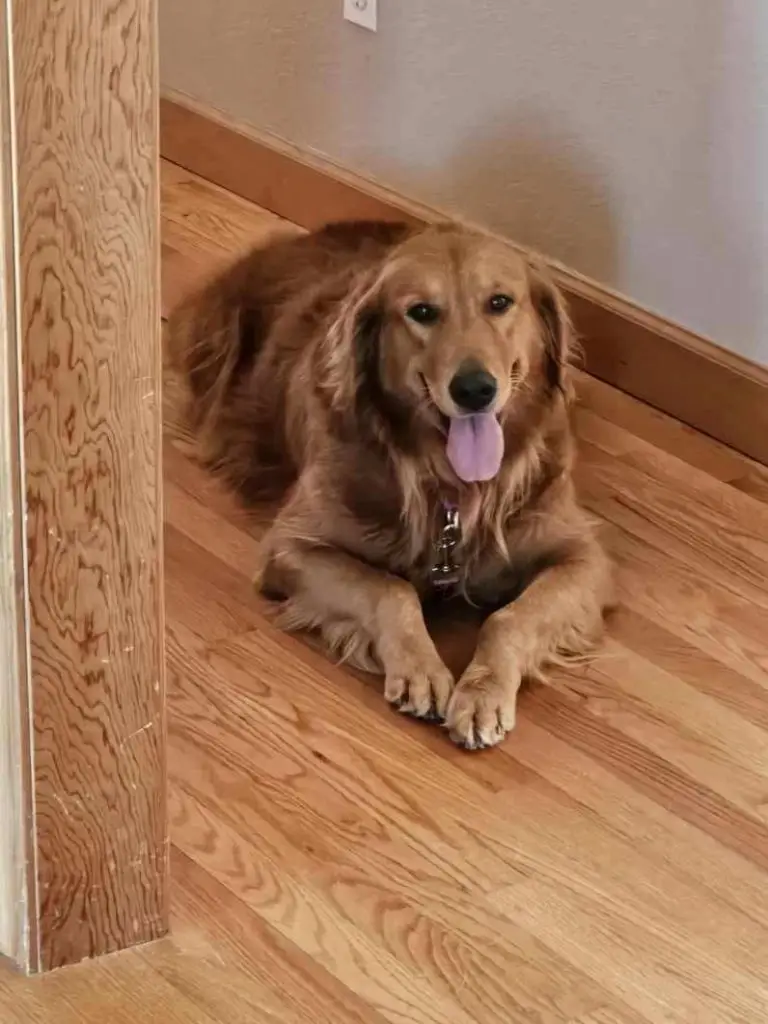 emily-golden-retriever-for-adoption