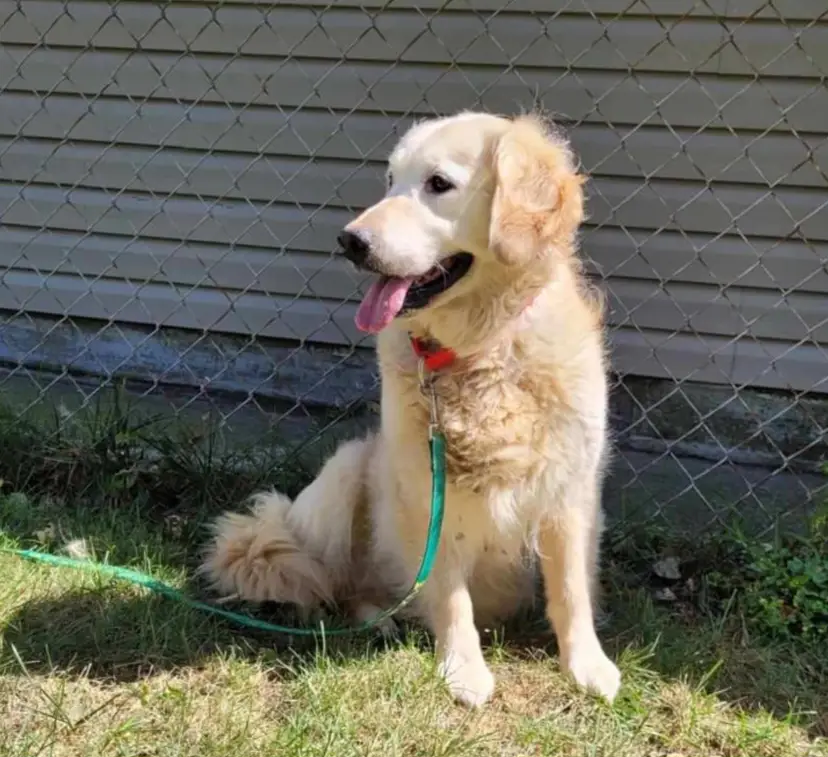 hannah-golden-retriever-for-adoption