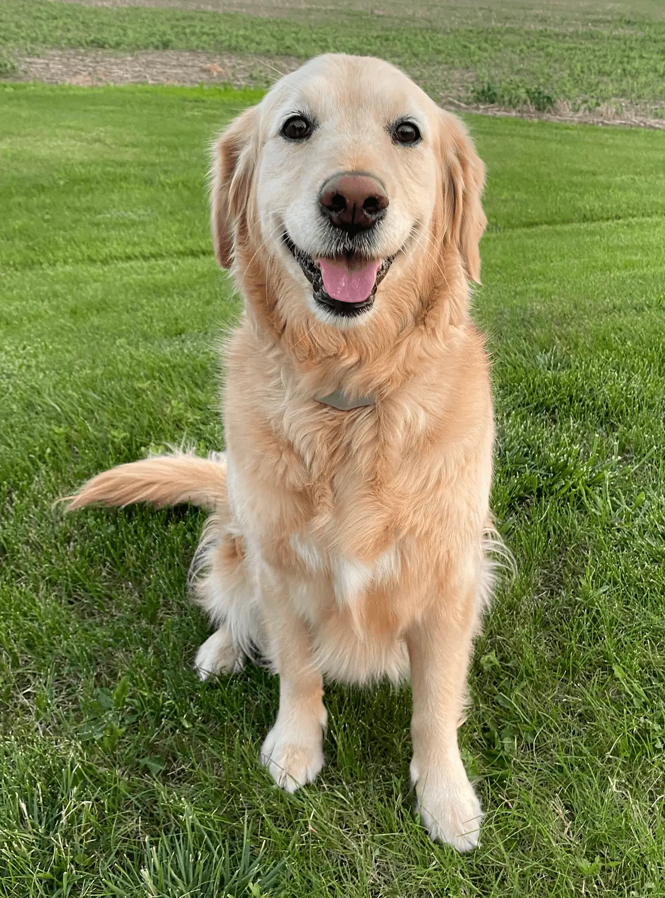 jessica-ziegler-golden-retriever-rescue-resource
