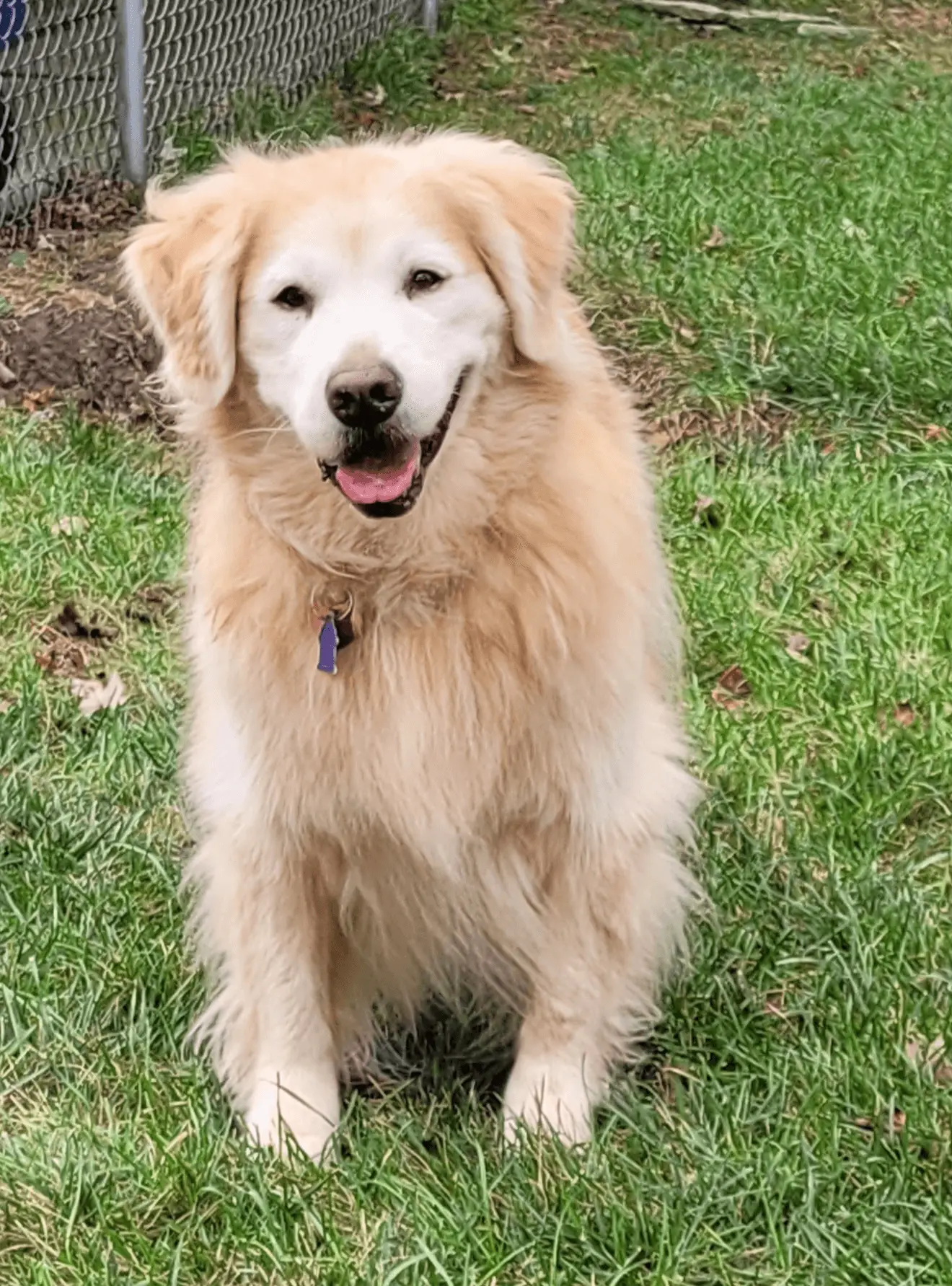 Joanne-Gardner-Golden-Retriever-Rescue-Resource