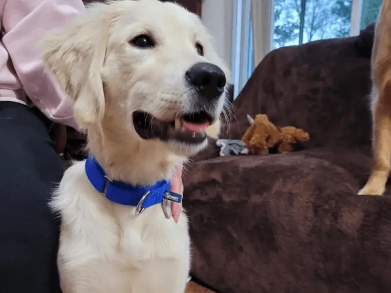 kaash-a-golden-retriever-for-adoption