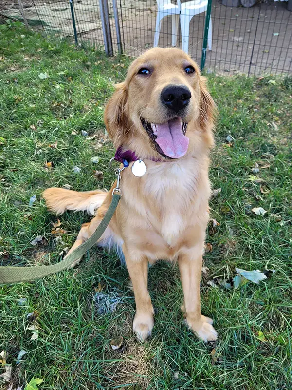 kami-golden-retriever-for-adoption