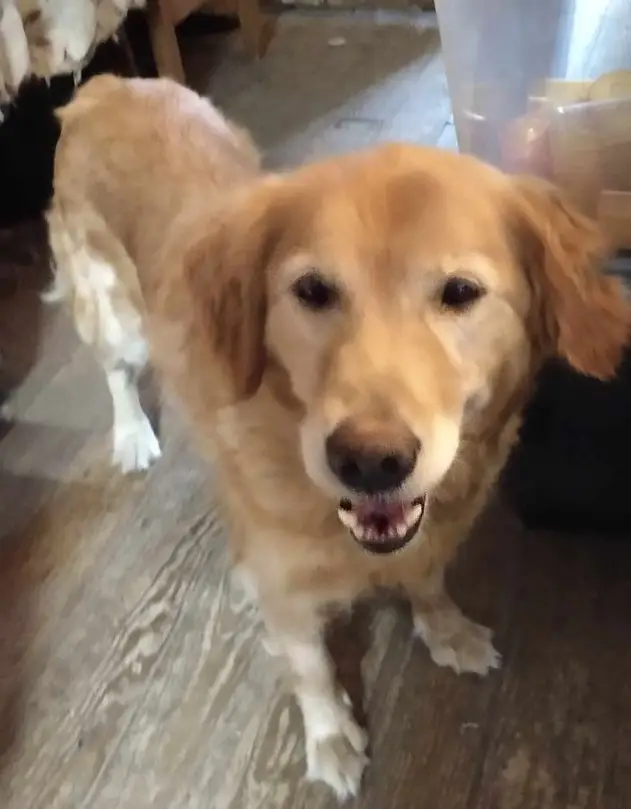 lola-golden-retriever-for-adoption