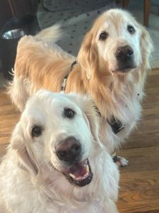 mo-daisy-golden-retrievers-for-adoption