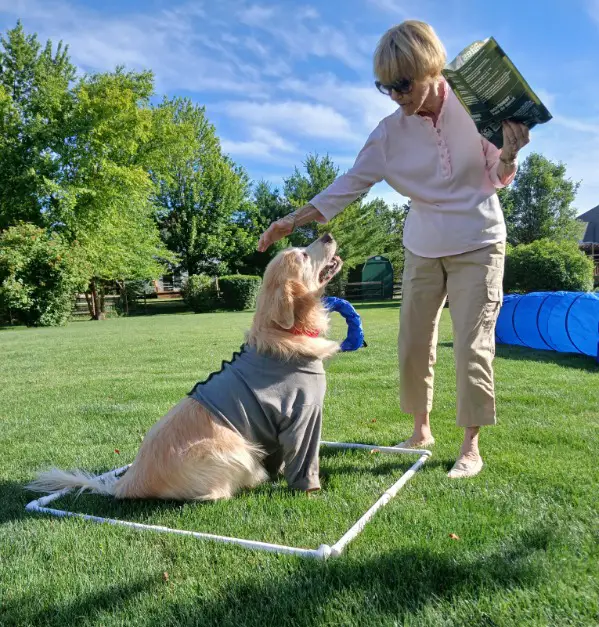 mo-golden-retriever-for-adoption