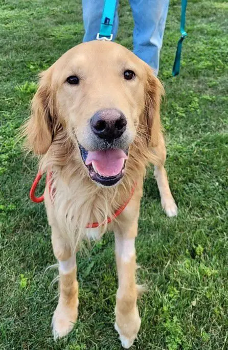 murry-golden-retriever-for-adoption