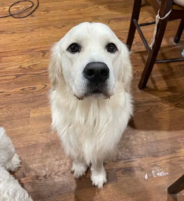 ollie-golden-retriever-for-adoption