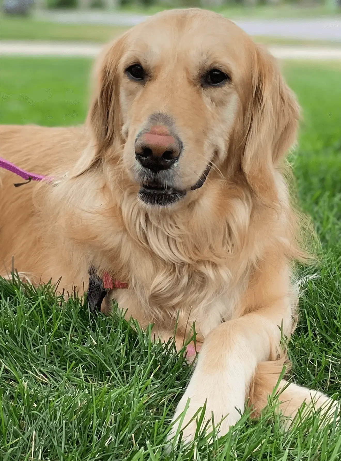 Pat Daniel, Secretary of Golden Retriever Rescue Resource