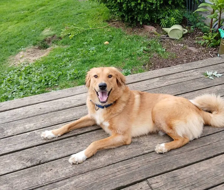 Pilot-golden-retriever-for-adoption