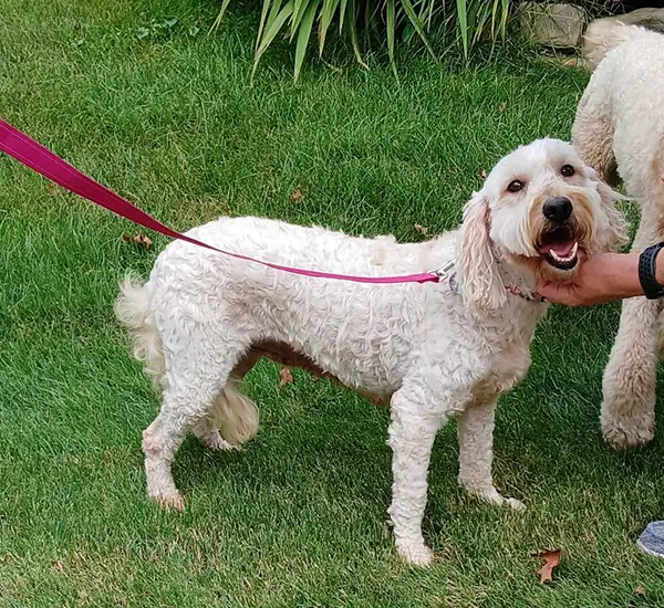 rosa-golden-doodle-for-adoption