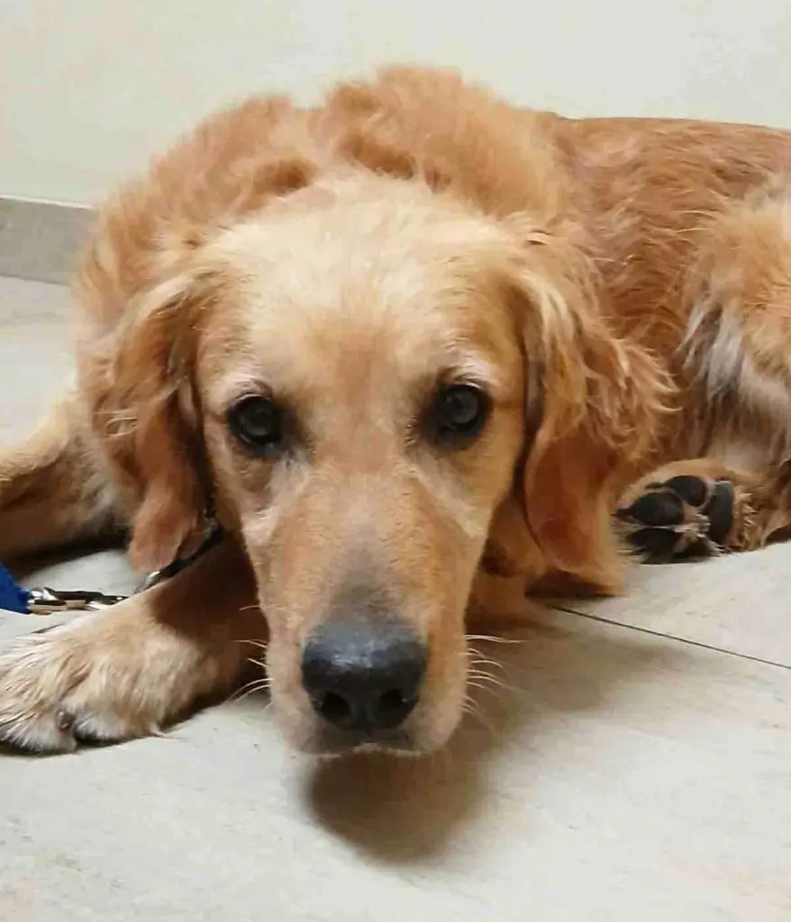 zephyr-a-golden-retriever-for-adoption