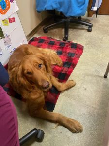 Indy-golden-retriever-for-adoption