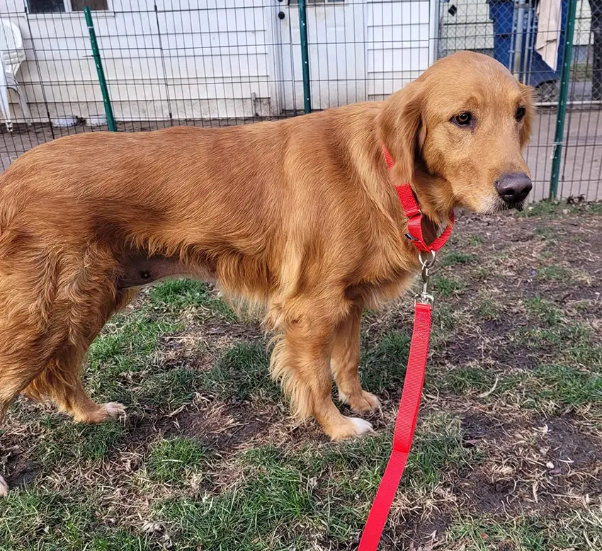 Peaches, a golden retriever for adoption Ohio, Michigan, Indiana