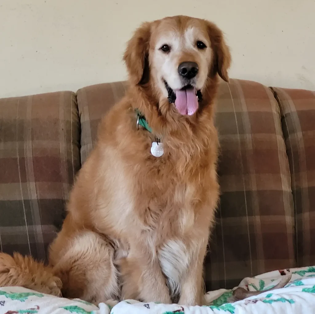 logan-a-senior-golden-retriever-for-adoption