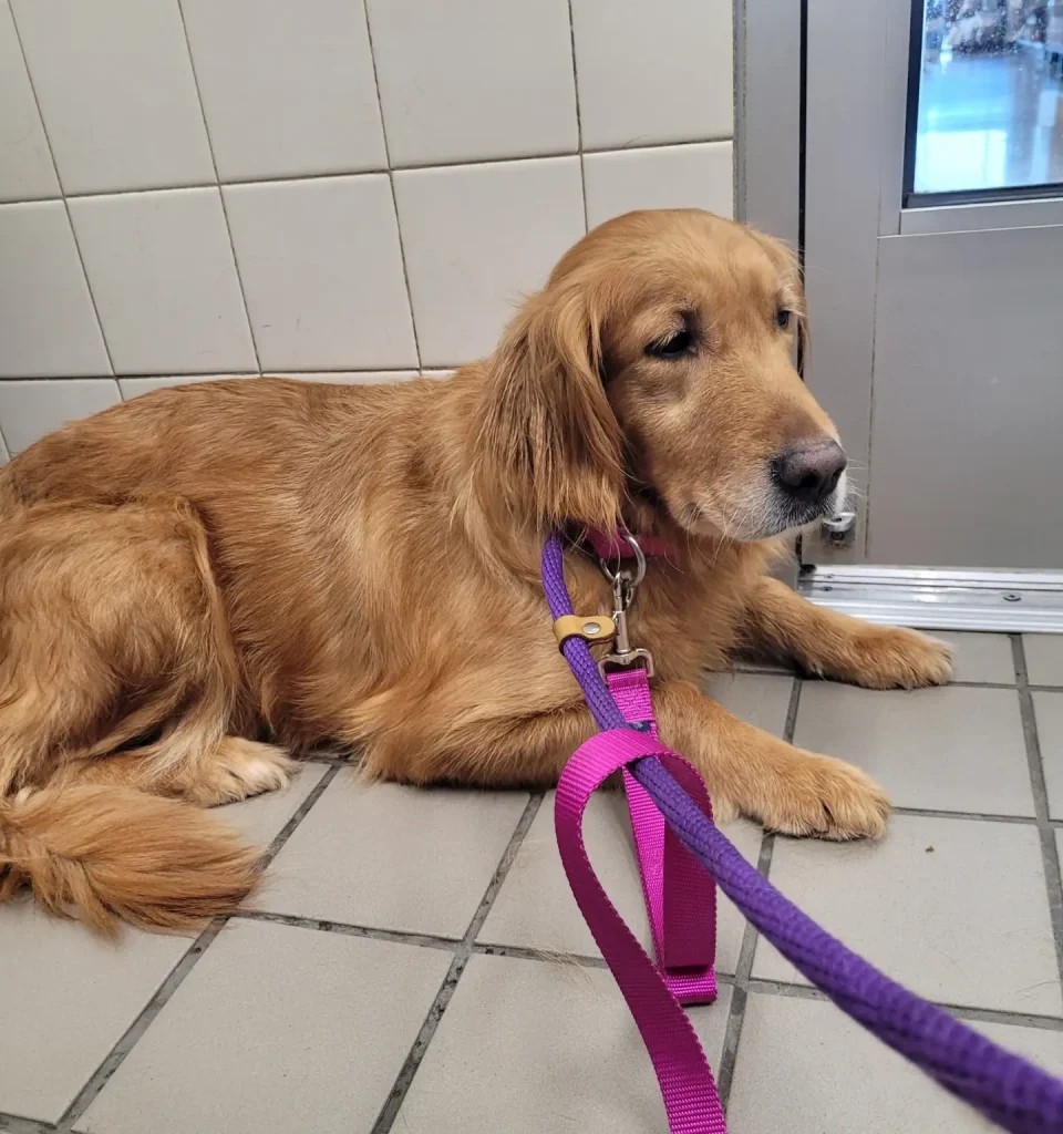 sienna-golden-retriever-for-adoption