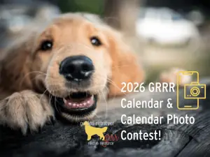 buy-golden-retriever-calendar-2026