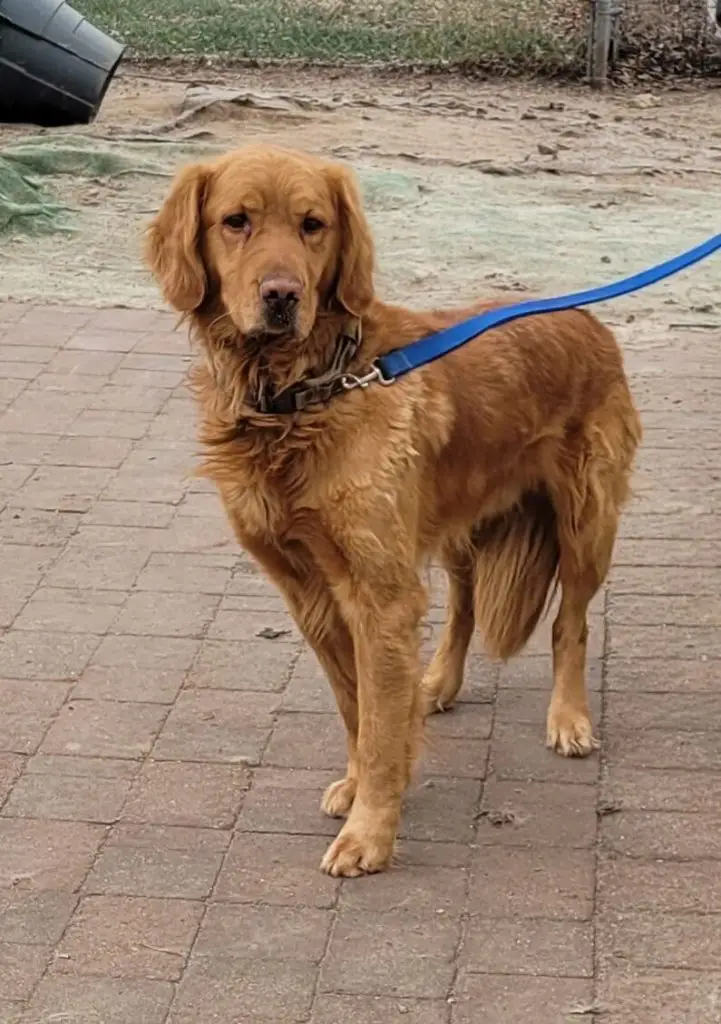 brodie-golden-retriever-for-adoption