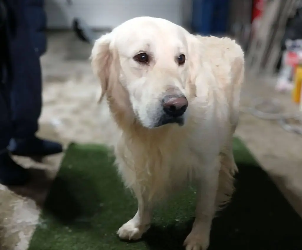 teddy-bear-golden-retriever-for-adoption-2