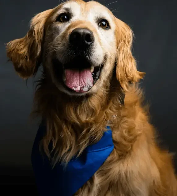 buff-golden=retriever-for-adoption