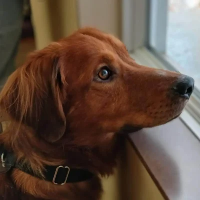 Elvis
