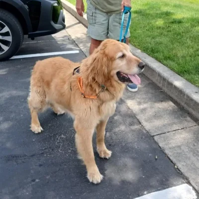 Brutus