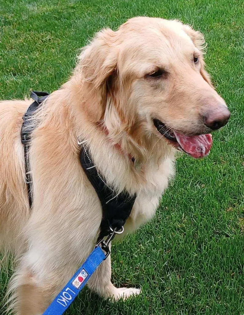 loki-golden-retriever-for-adoption