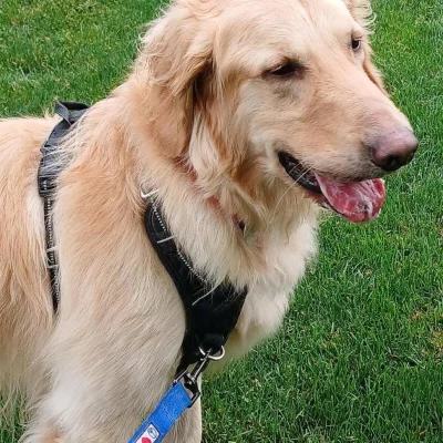Loki