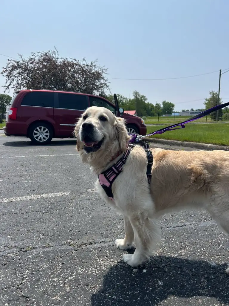 Hannah-a-golden-retriever-for-adoption-from-GRRR