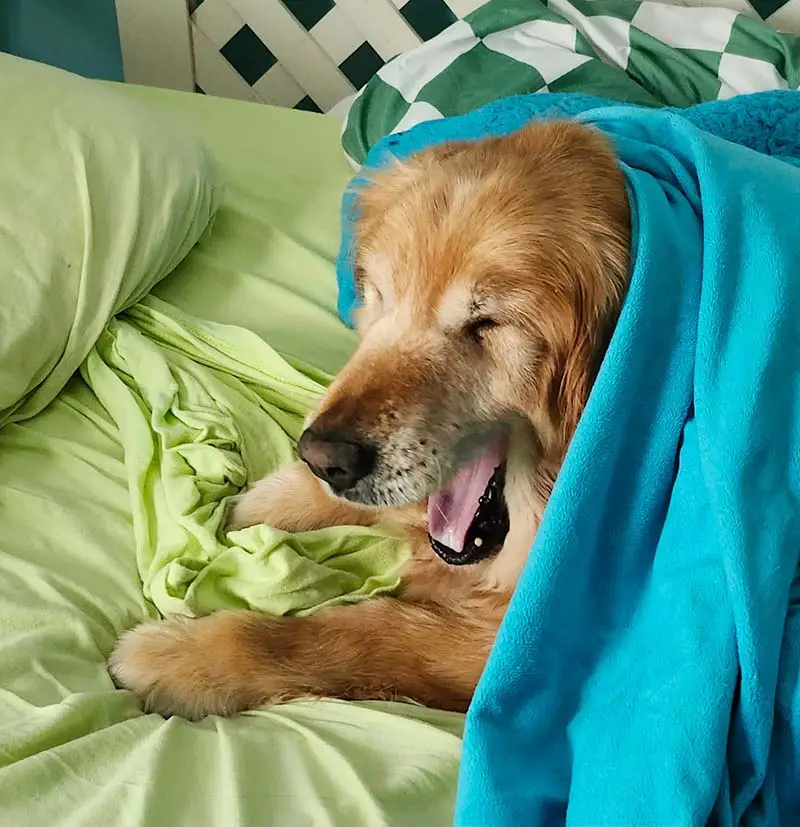 honey-senior-golden-retriever-for-adoption