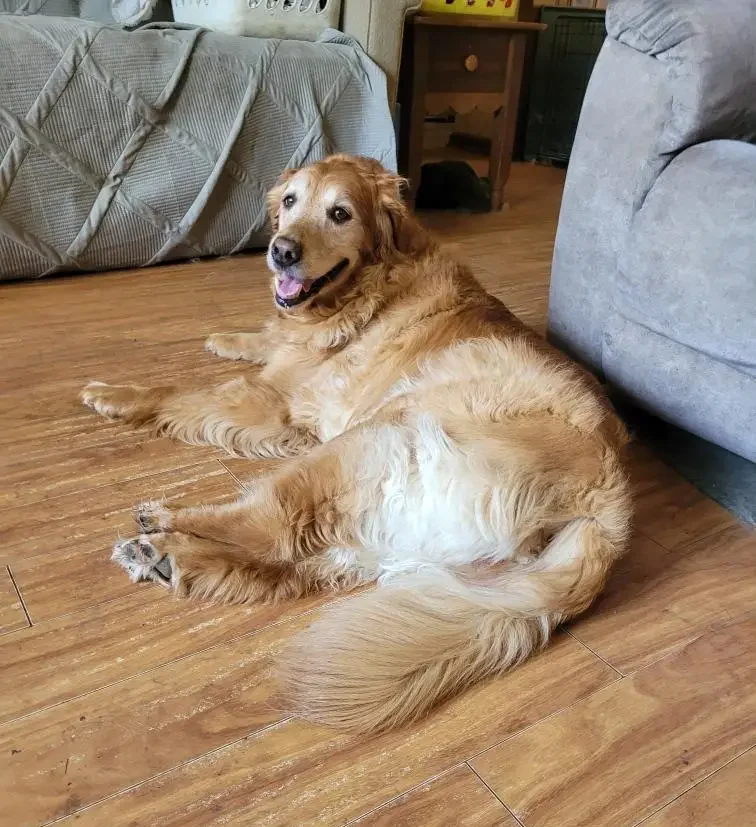 giner-golden-retriever-for-adoption.