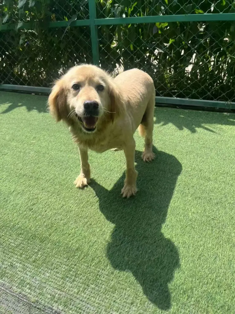 minna-golden-retriever-for-adoption