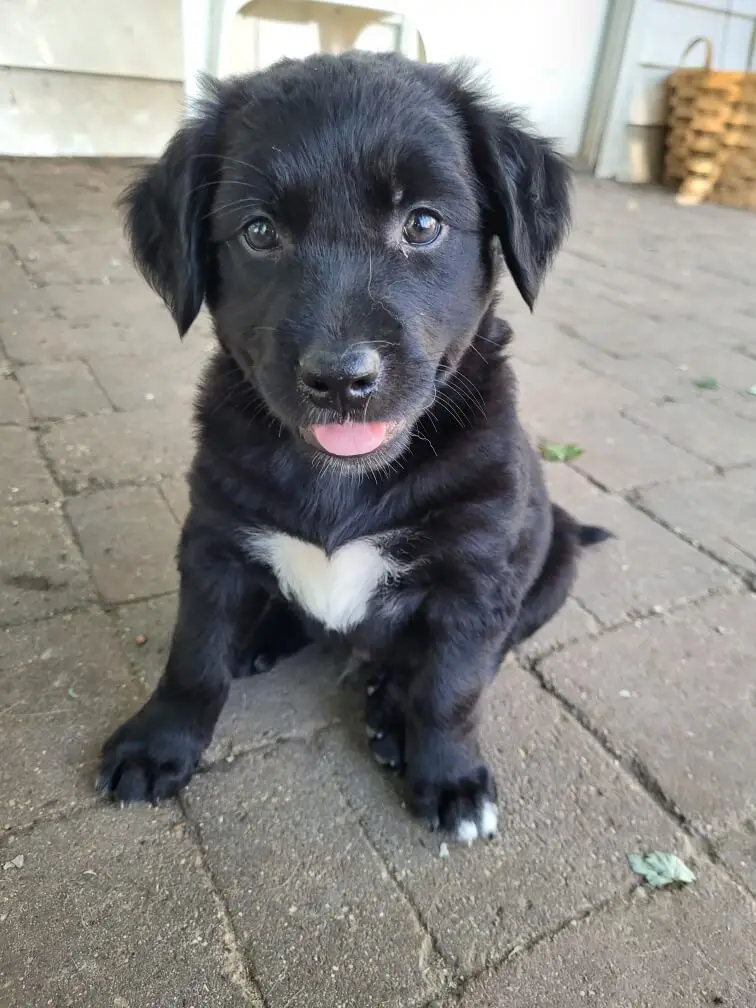 silly-golden-retriever-puppy-for-adoption