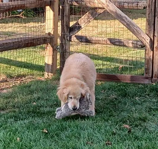 minna-golden-retriever-for-adoption