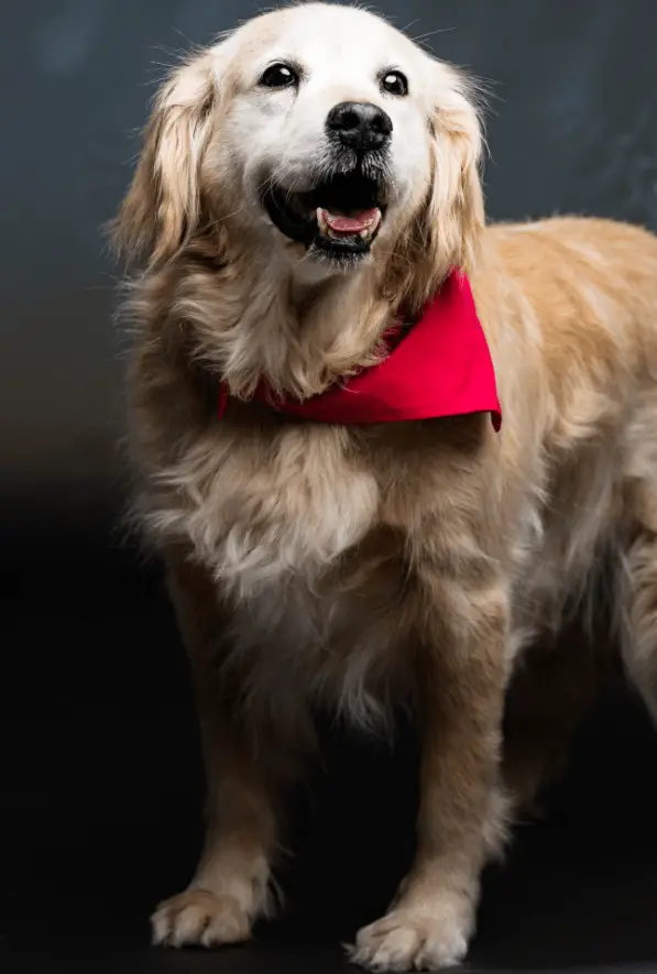 minna-golden-retriever-for-adoption