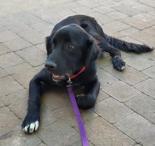 sammy-golden-retriever-mixed-puppy