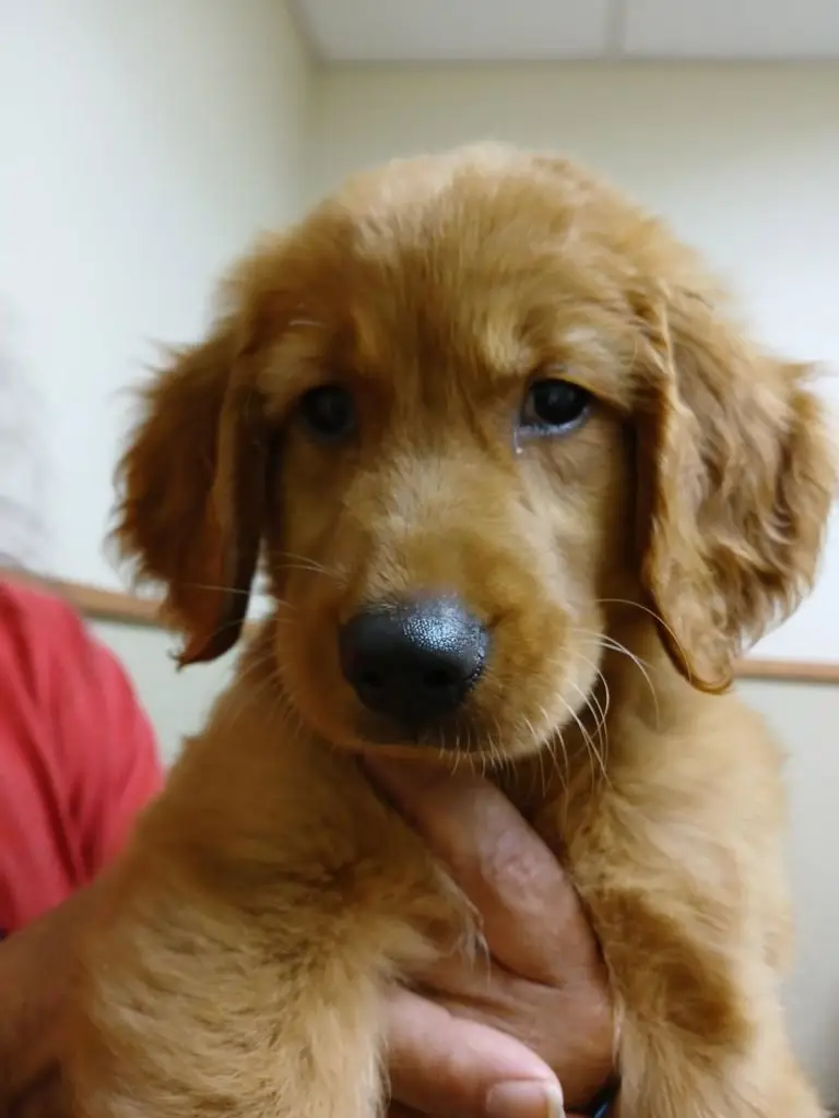 scout-golden-retriever-puppy-for-adoption