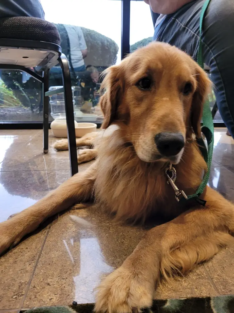 stewart-golden-retriever-for-adoption