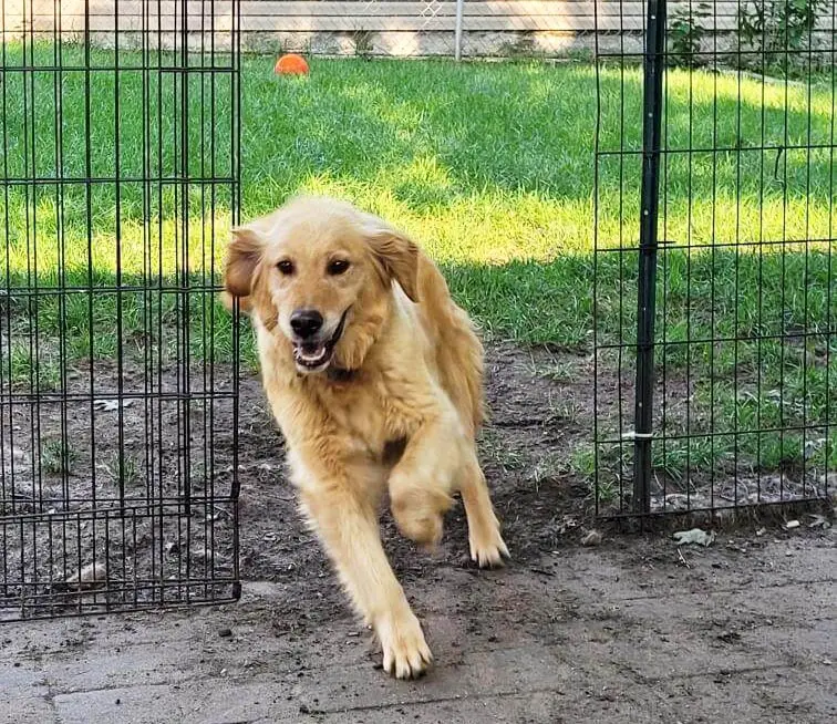 sweet-pea-young-golden-retriever-for-adoption