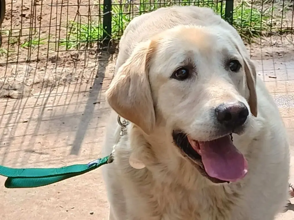 joey-golden-lab-for-adoption