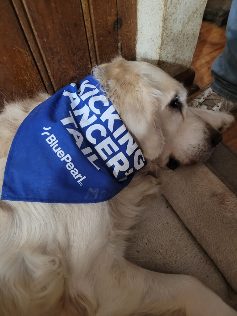 molly-golden-retriever-for-adoption-after-cancer-treatments