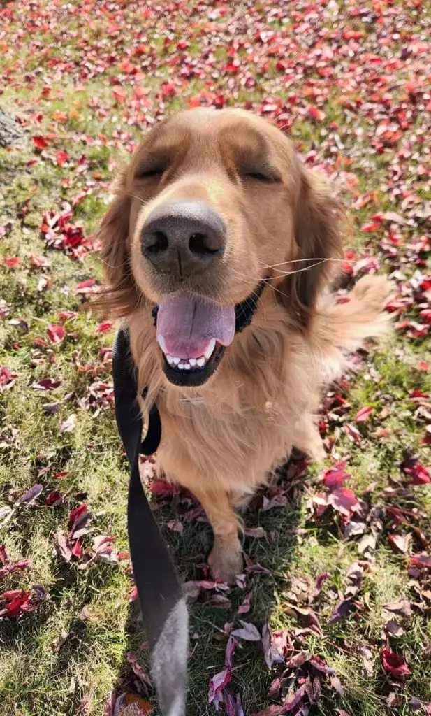 whiskey-golden-retriever-for-adoption