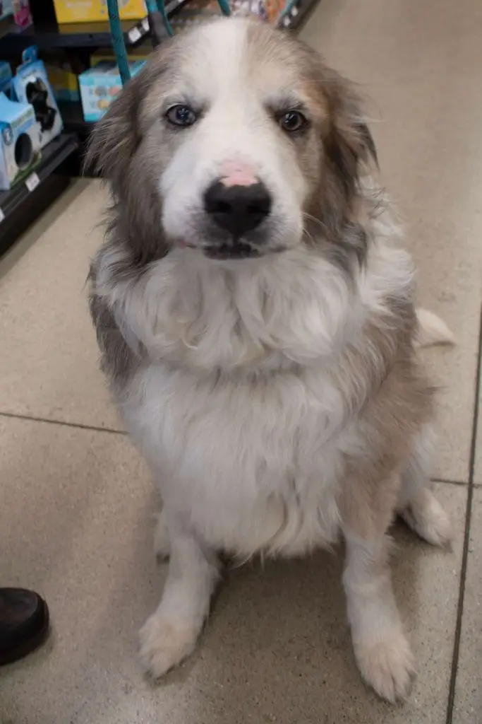 hero-great-pyrenees-for-adoption
