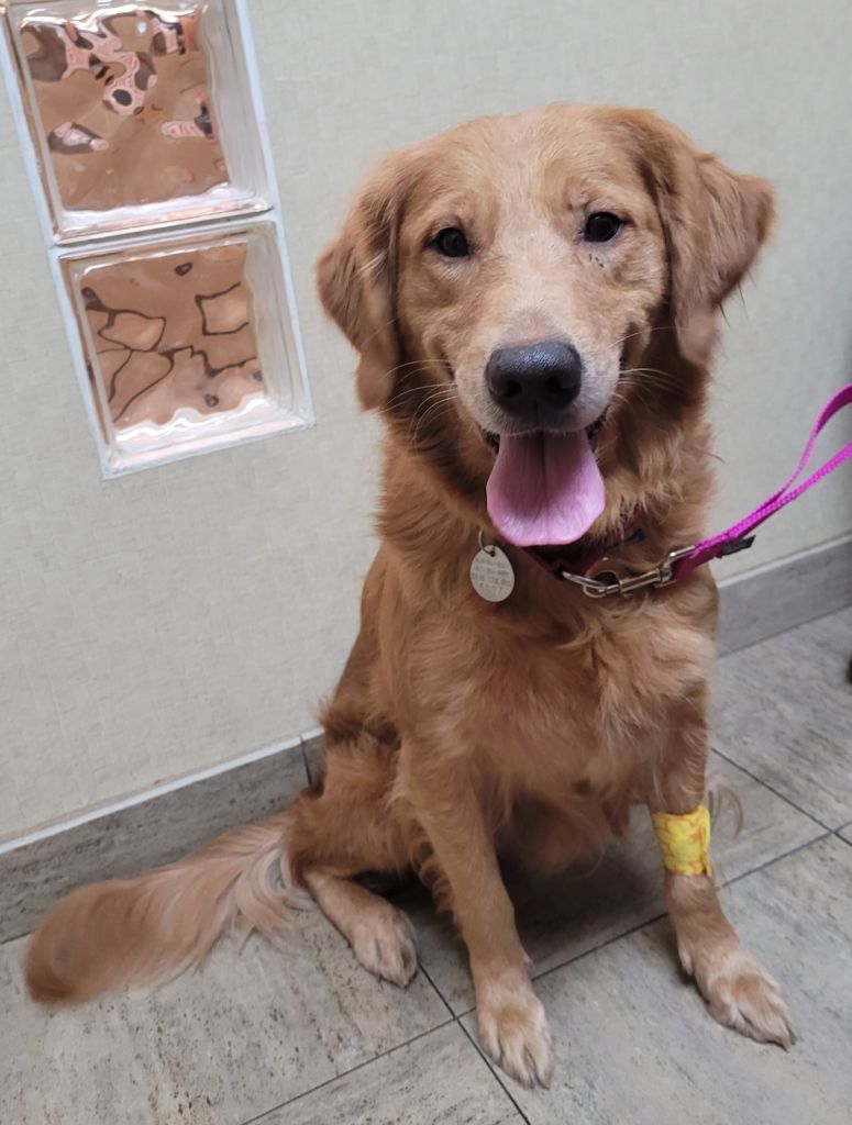 nougat_golden_retriever_for_adoption